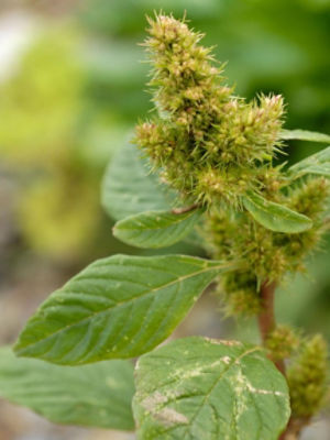 pigweed