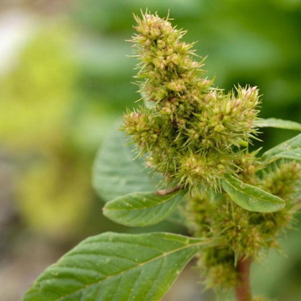 pigweed