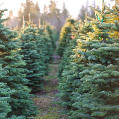 Image of pine trees