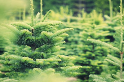 Image of pine trees