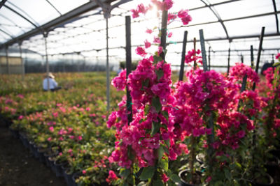 Pink flower blooms