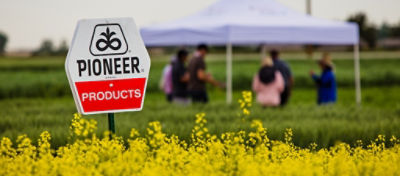 Pioneer sign in canola field