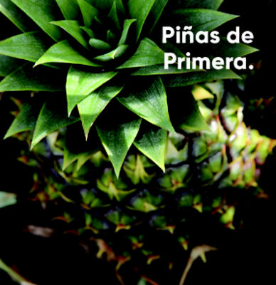 IMG-piña1-LA-MX-V1