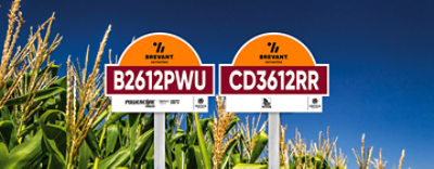 placa_milho_B2612PWU