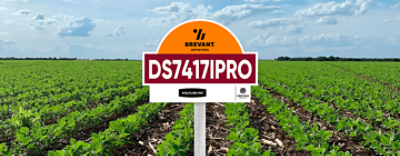 placa_soja_DS7417IPRO
