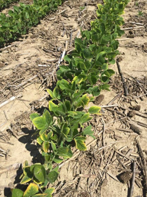 Early Season Soybean Pests and Diseases