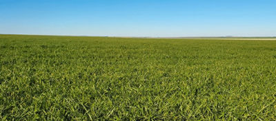 Pontos de atenção na adubação potássica de pastagens