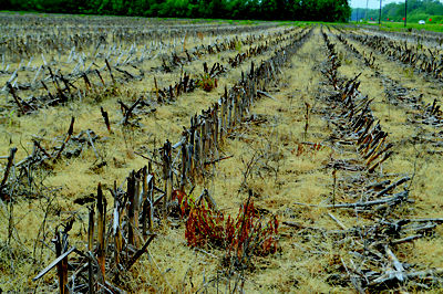 Postharvest corn field