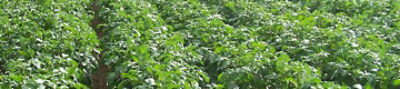 Potato rows