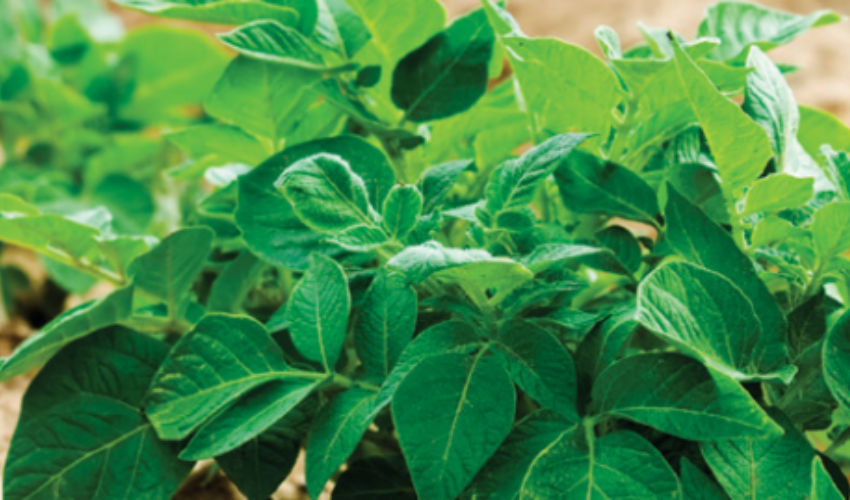 potato plant