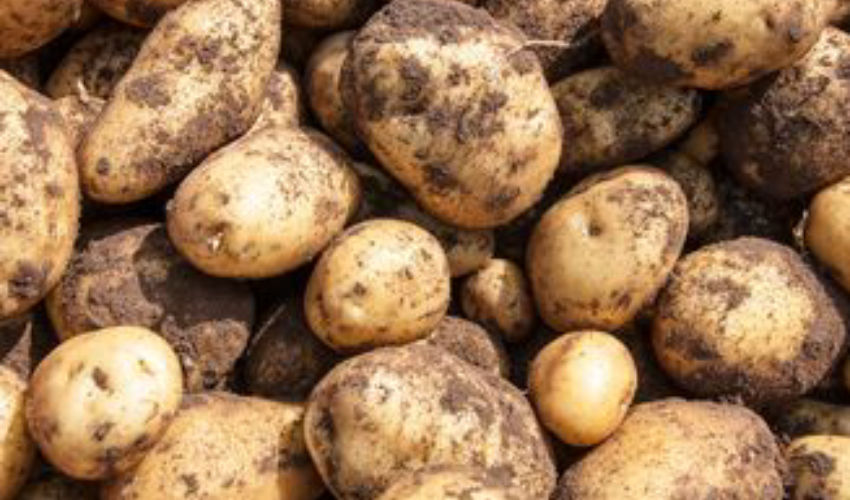 Potatoes covered in dirt