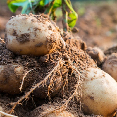 Potatoes in soil