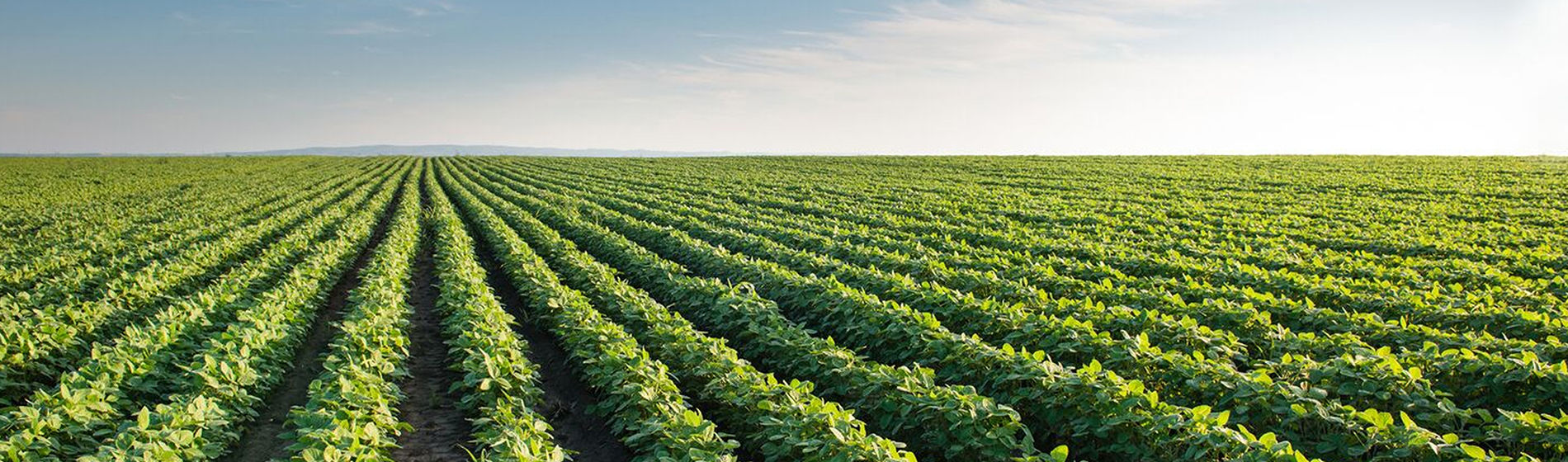 soybean field