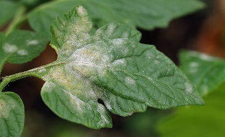close up of powdery mildew on a leaf