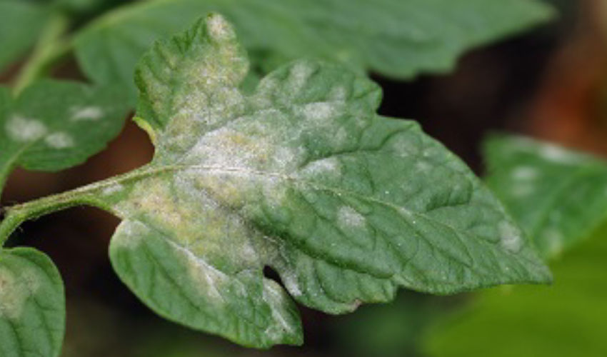 close up of powdery mildew on a leaf