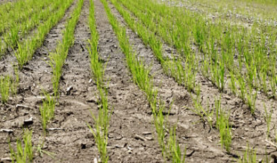 Early season rice
