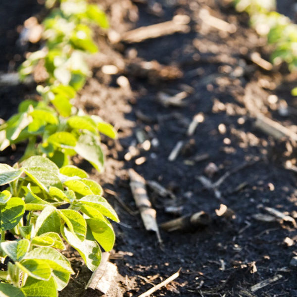 Clean soybean rows