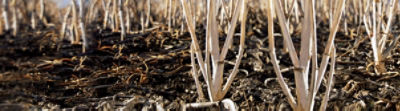 preseed stubble