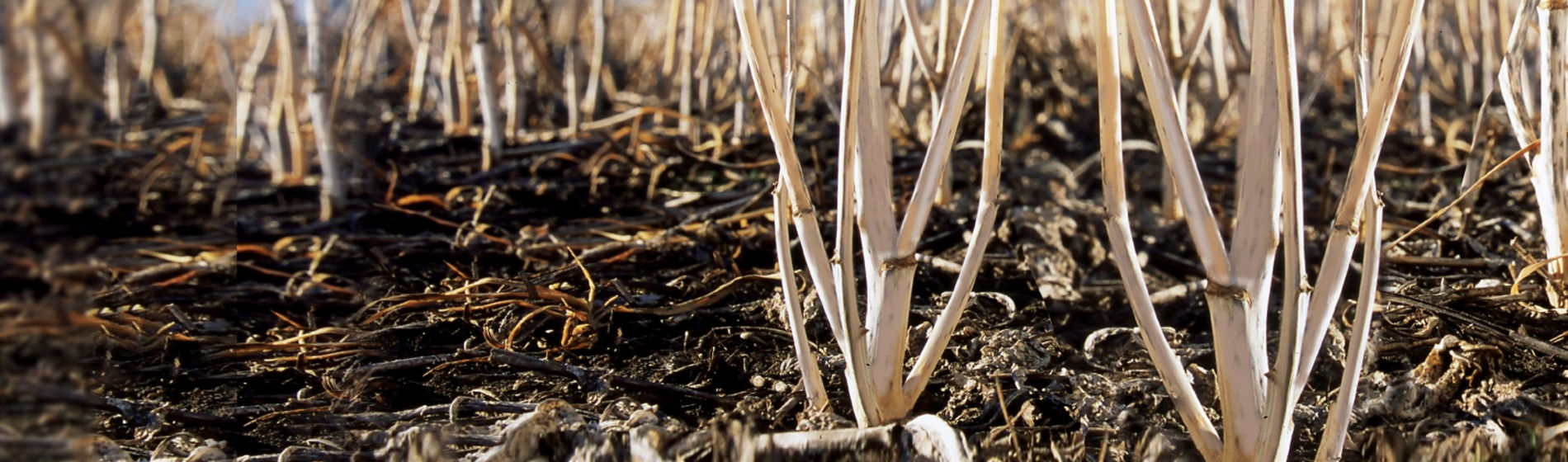 preseed stubble