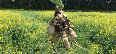 clubroot disease