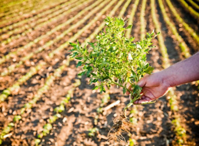 Pulled weed soybean field