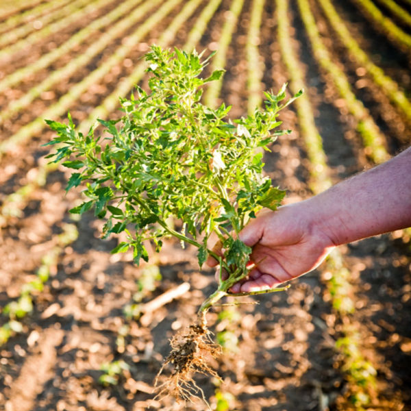 Pulled weed soybean field