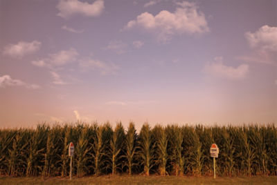 Qrome corn stalks with Brevant sign
