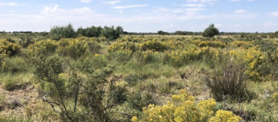 Rayless goldenrod