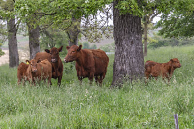 Red Angus