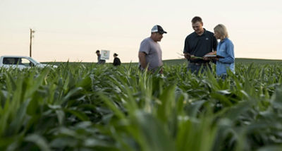 Standard Corn Silage Hybrids