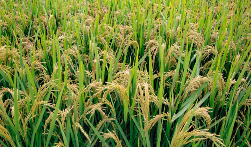 rice field