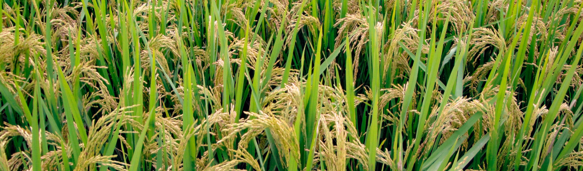 rice field