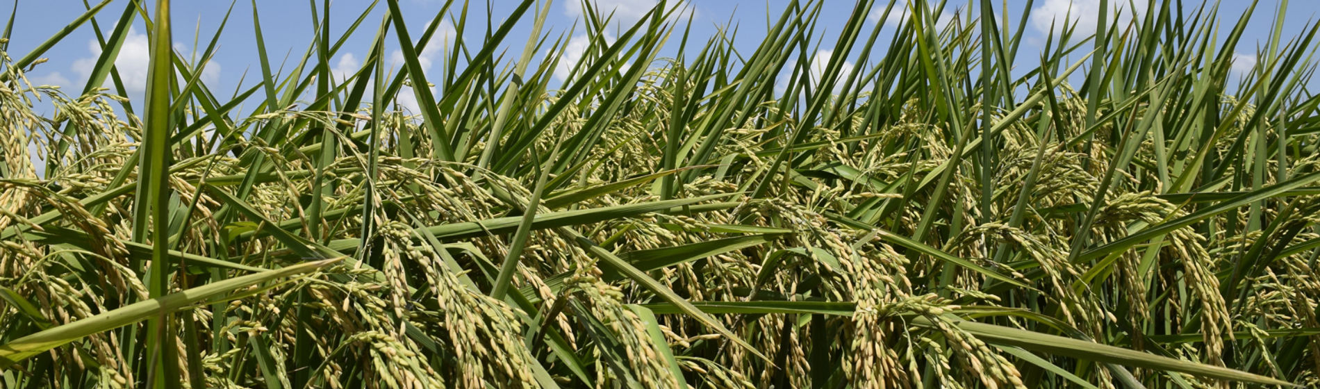 Rice at harvest