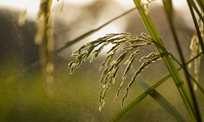 Products and Services - rinskor arylex