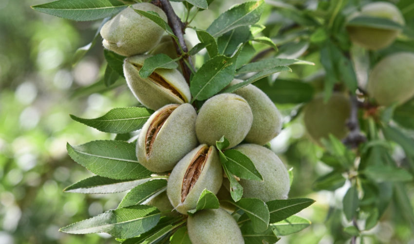 Ripening almonds on branch