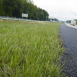 Image of grass on side of highway