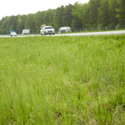 Image of highway roadside with grass and trees