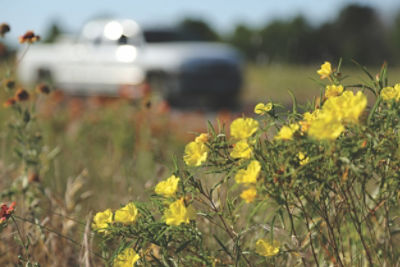 Roadside weeds