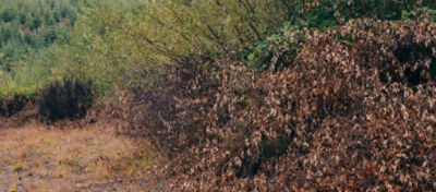 Roadside brush after a wildfire