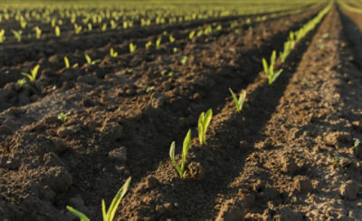 close up of young corn