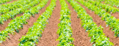 IMG-rows_of_potatoes_1440x560-desktop-Corteva-EU-GB-V1