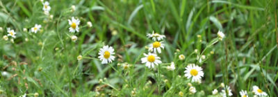 scentless chamomile patch