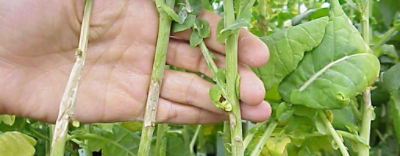 sclerontinia stem rot