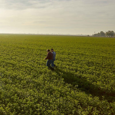 Scouting alfalfa field - long distance shot