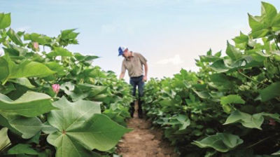 Scouting for vert wilt