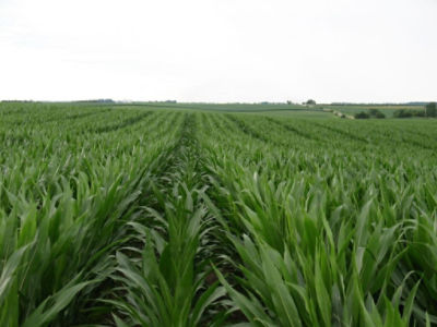 Seed field - midsummer