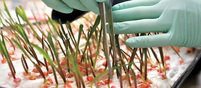 Weed seed testing in the greenhouse