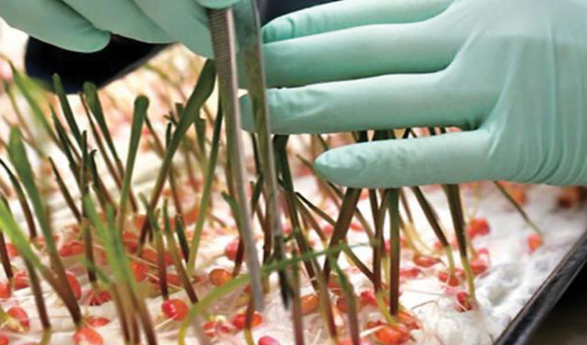 Weed seed testing in the greenhouse