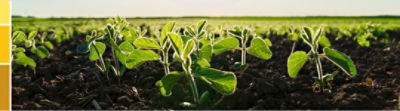 soybean plants