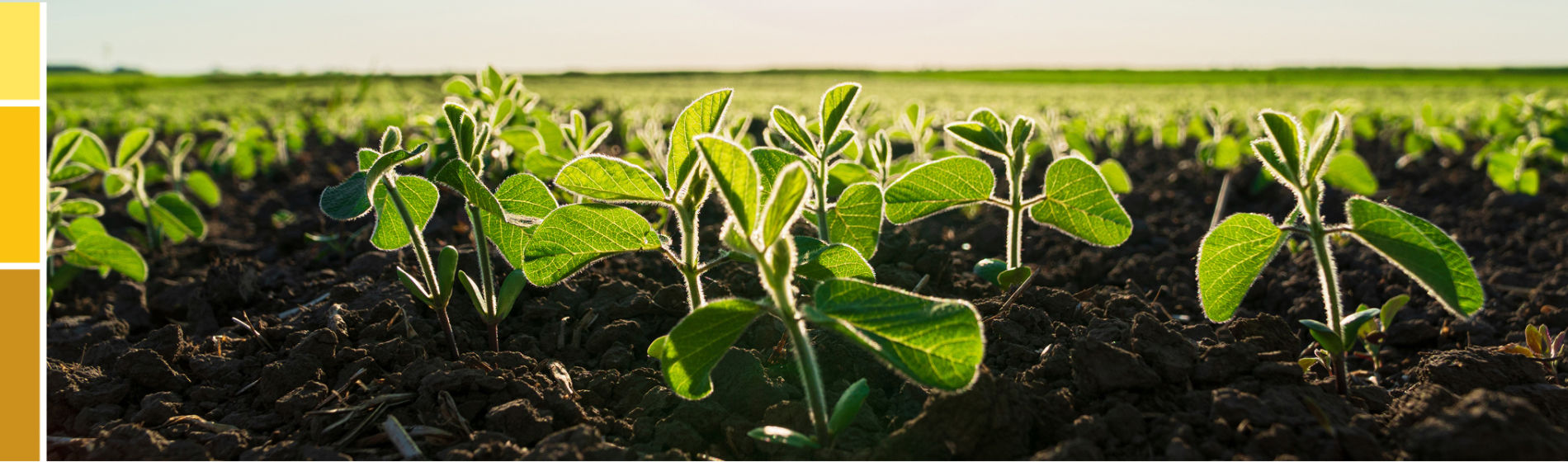 soybean plants
